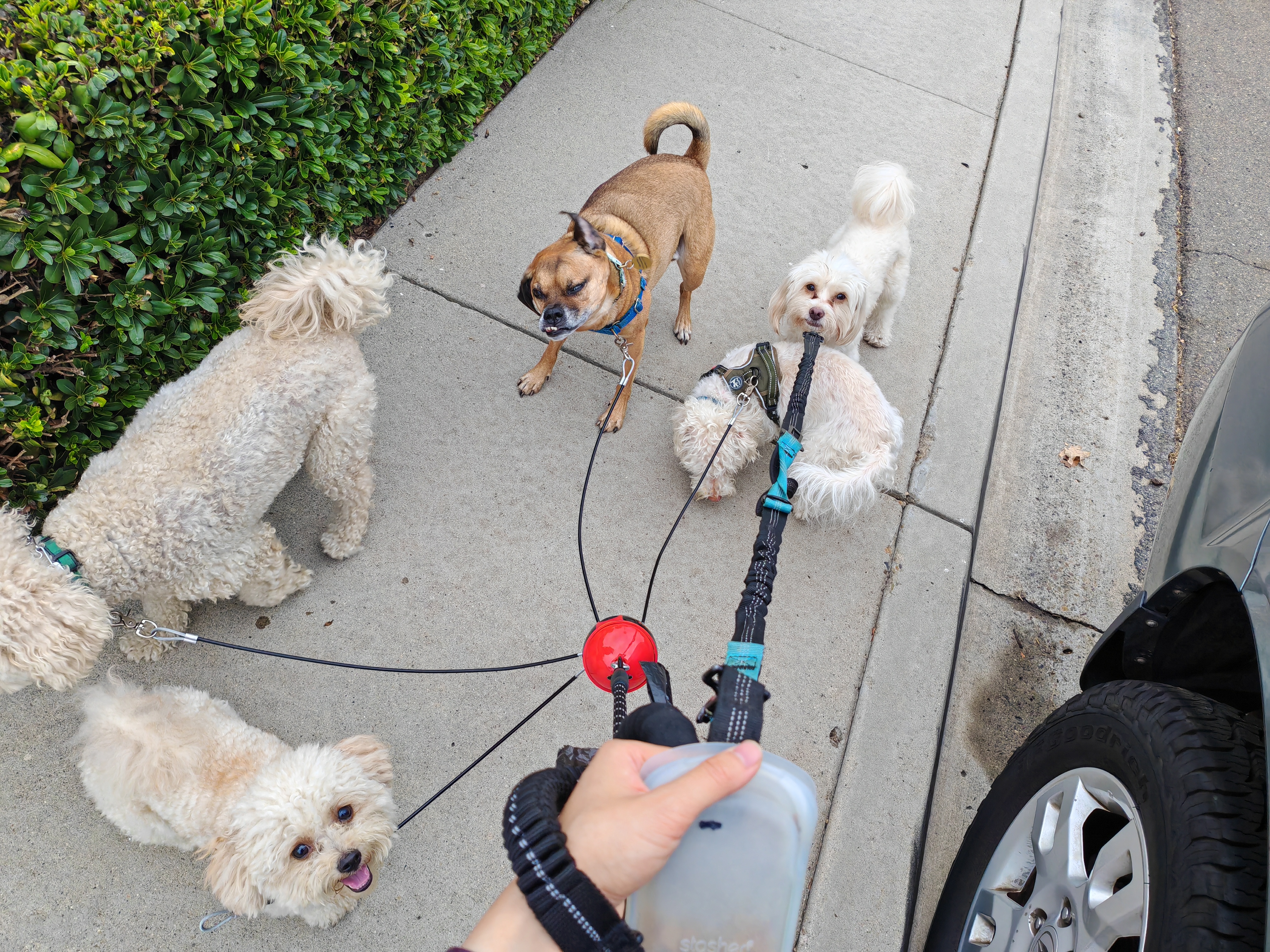 Walking 5 dogs